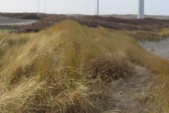 North Sea beach grass